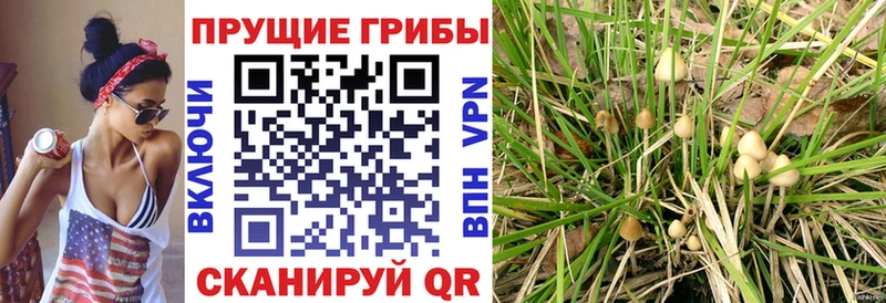 как найти наркотики  Дальнегорск  Галлюциногенные грибы Psilocybine cubensis 